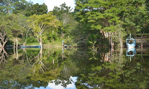 brazil forest